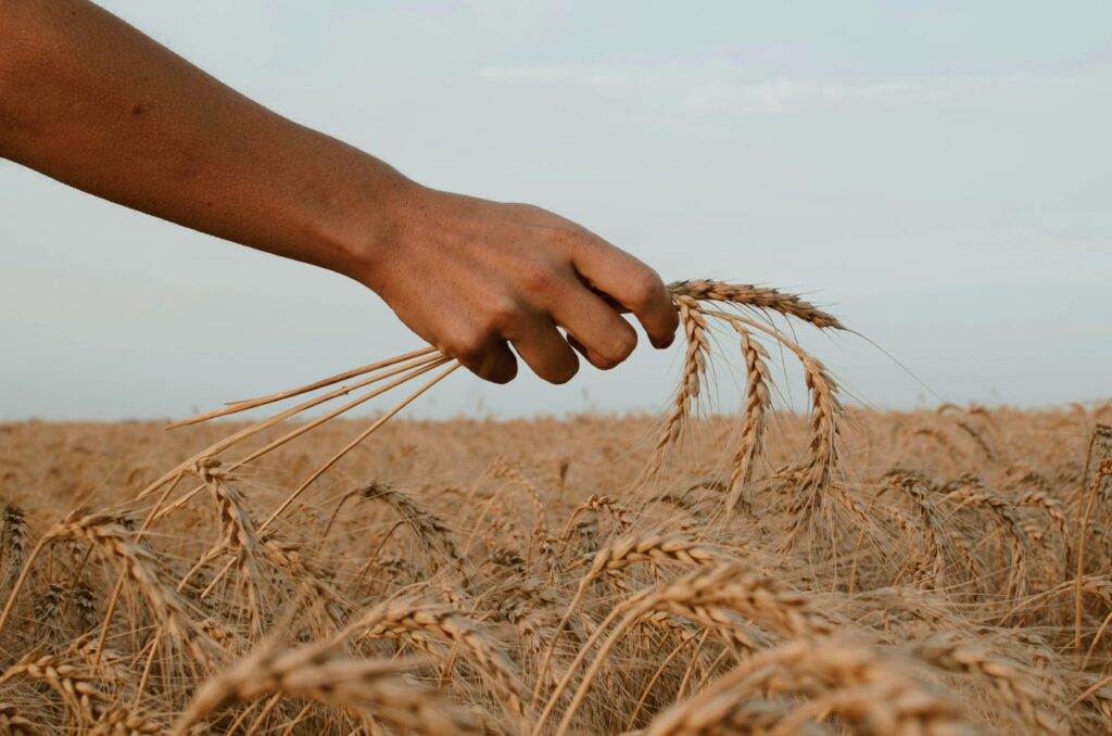 photo of a person's hand holding pieceof wheat