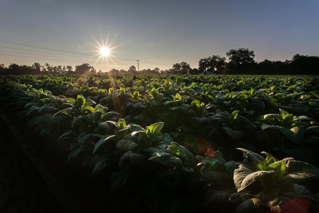 Rows of green plants with large leaves bask in the afternoon sun.