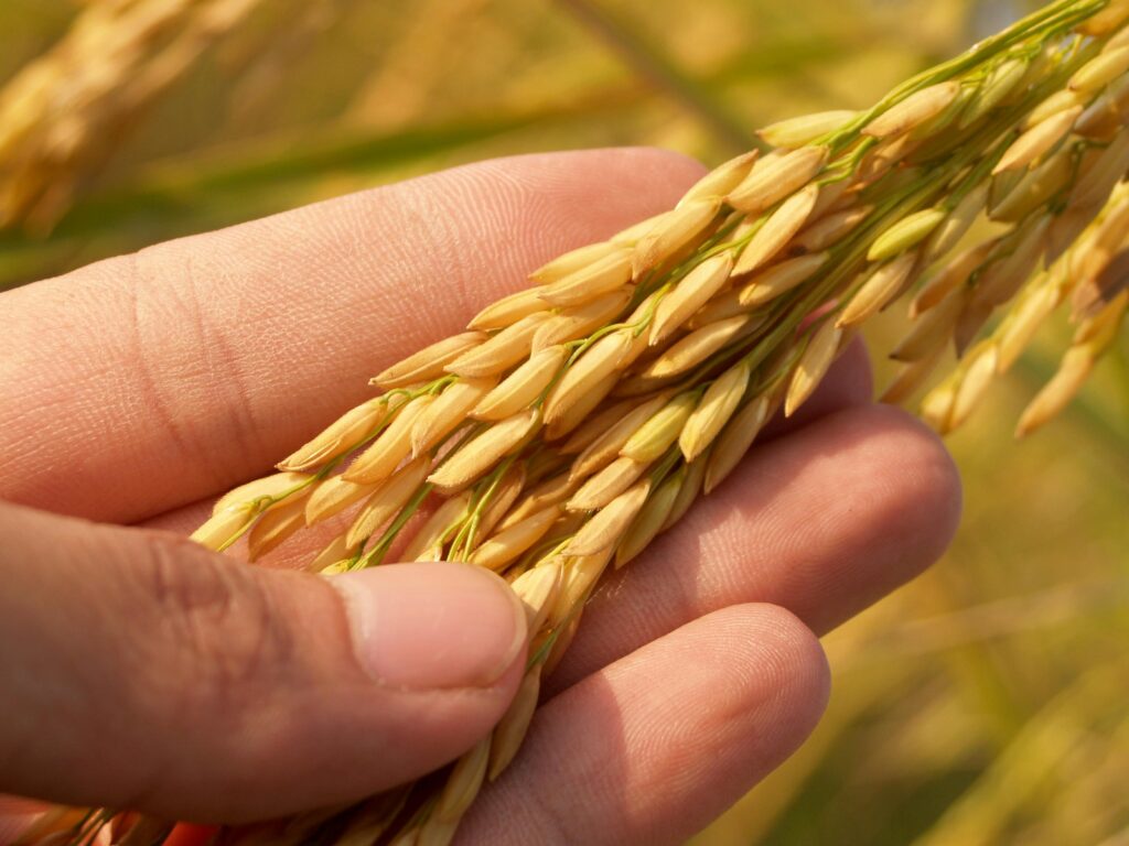 Wheat - High Quality Agricultural Product